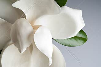 Flowered magnolia
