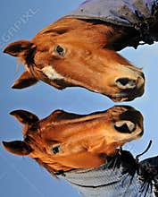 Chesnut pair