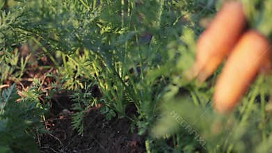 Farmer`s hands picking harvest of carrots, close up.