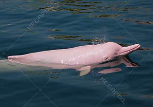 Pink Dolphin.