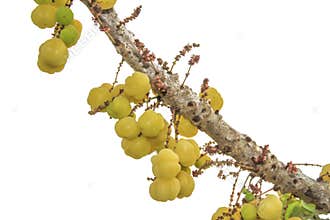 Star gooseberry fruit isolated on white background