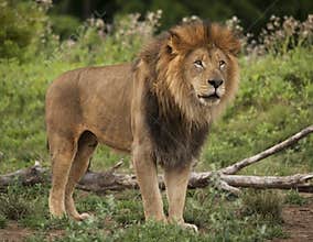 Male Lion