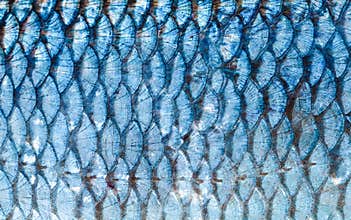 The fish scales background close up. Silver color.