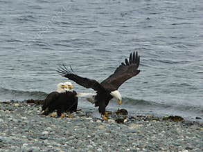 Eagles on the beach