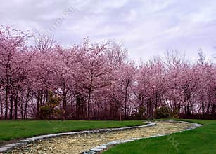 Cherry blossoms