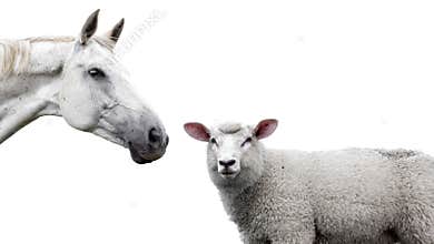 Horse and sheep on a white background