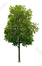 Linden tree