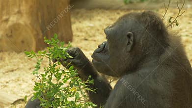 Gorilla eating leaves slow motion 4K