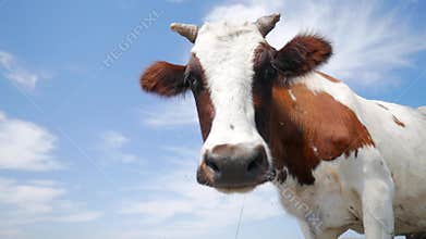 Funny cow on a farm looking at the camera. HD slowmotion.