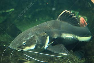 Amazon redtailed catfish