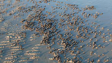 Soldier crabs marching on white sand