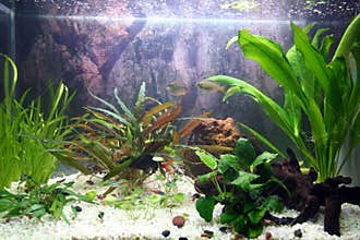 Aquarium plants