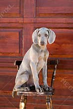 Dog weimaraner