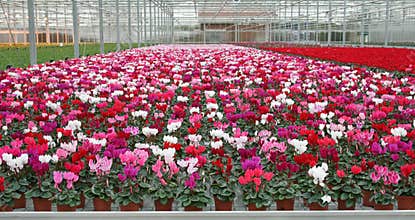 Cyclamen