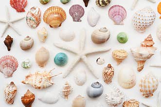 Shells and starfish