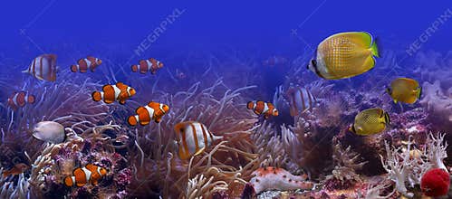 The underwater world