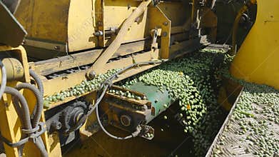 Cleaning of peas, combine harvesting peas PLOEGER EPD 530