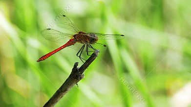 Dragonfly on a Branch on Green Plants Background