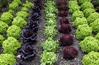 Cottage Garden Lettuce patch