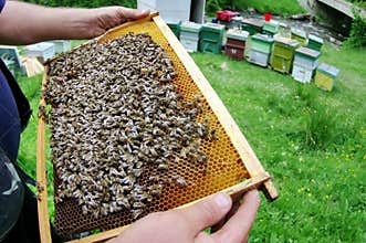 Beekeeper and bees on honeycomb, out of the hive, on a spring day