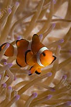 False Clown Fish