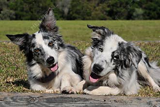 Cute pair of dogs