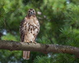 Red Tailed Hawk