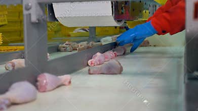 A worker clears a conveyor line full of raw chicken drums.