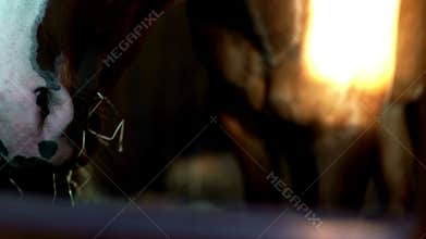 Horse eating hay in stable close up. Horse face. Stable house. Rural farming.