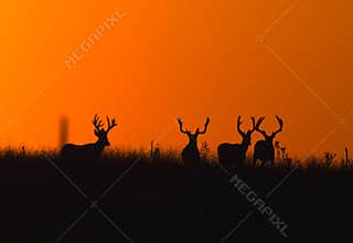 Mule Deer Bucks Silhoutted