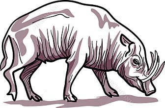 Boar