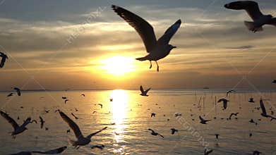 Bird flying on blue sky in sunset, slow motion shot