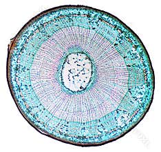 Basswood stem cross section under microscope