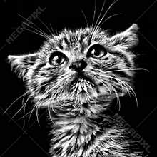 A scared kitten