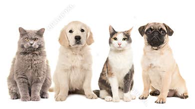 Group of pets, puppy dogs and adult cats