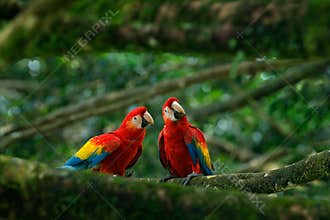 Pair of big parrot Scarlet Macaw, Ara macao, two birds sitting on branch, Brazil. Wildlife love scene from tropic forest nature. T