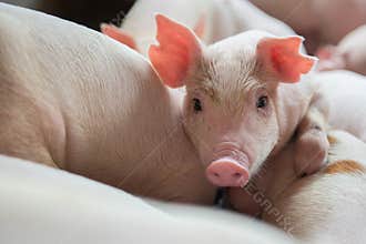 Cute Piglets in the pig farm