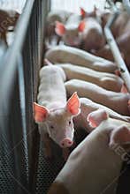 Cute Piglets in the pig farm