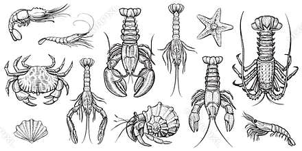 Crustaceans vector illustrations set.