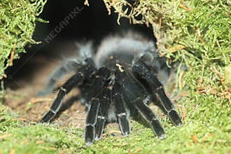 Brazilian whiteknee tarantula
