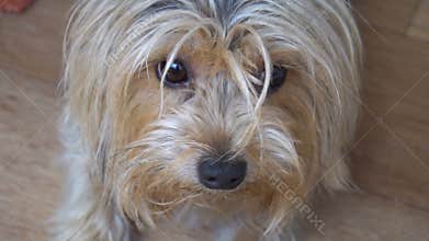 Portrait of a Yorkshire Terrier in the room of the apartment