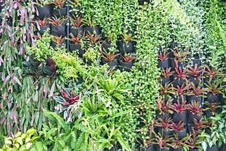 Various of green plants wall decoration. Abstract beautiful Nature background