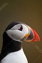 Atlantic puffin head shot