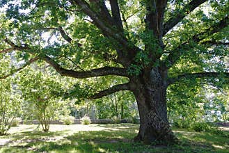 Oak-tree