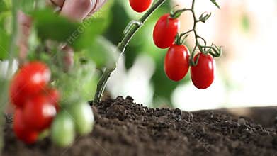 Hands work the soil of cherry tomatoes cure the vegetables garden