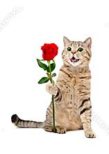 Cat Scottish Straight sitting with a red rose
