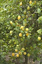 Lemon tree