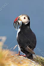 Atlantic Puffins with fish