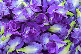 Butterfly pea as background ,Clitoria ternatea