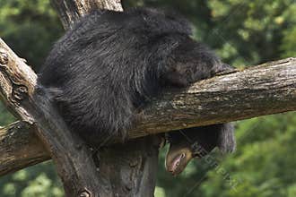 Indian Sloth Bear